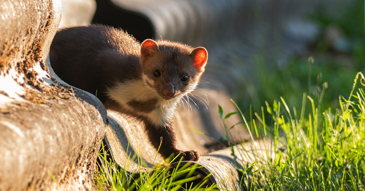 Jaký vybrat odpuzovač kun?