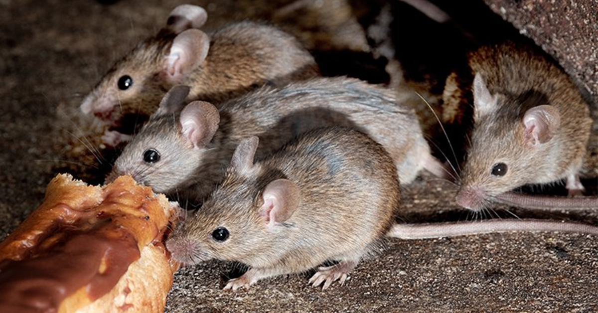 Jak vybrat nejúčinnější past na myši