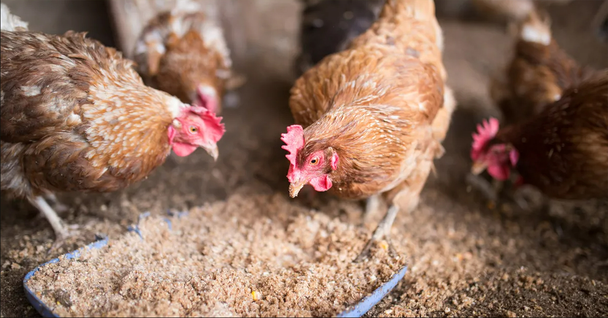 Proč mít doma šrotovník na obilí