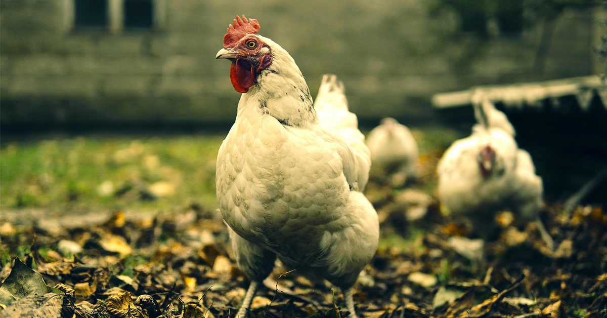 Ochraňte své slepice před ptačí chřipkou