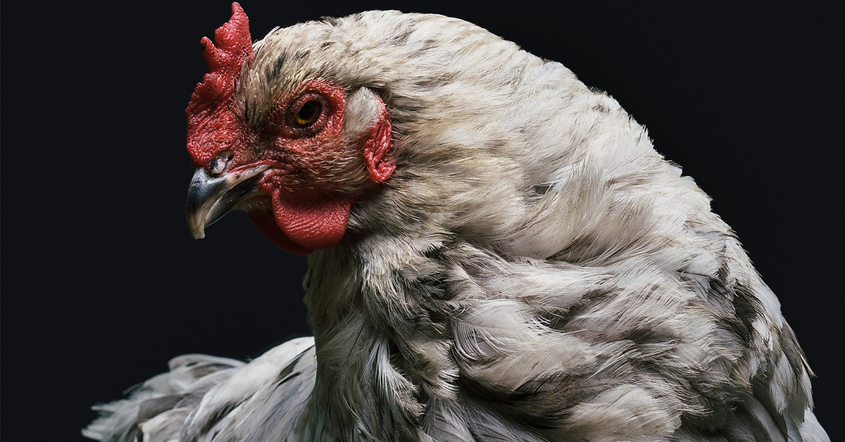 Jak na vnější parazity u slepic