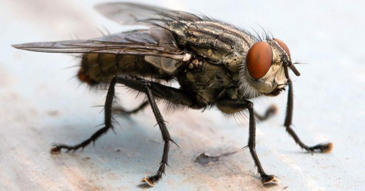 Zapomeňte na hmyz: Elektrické lapače v akci