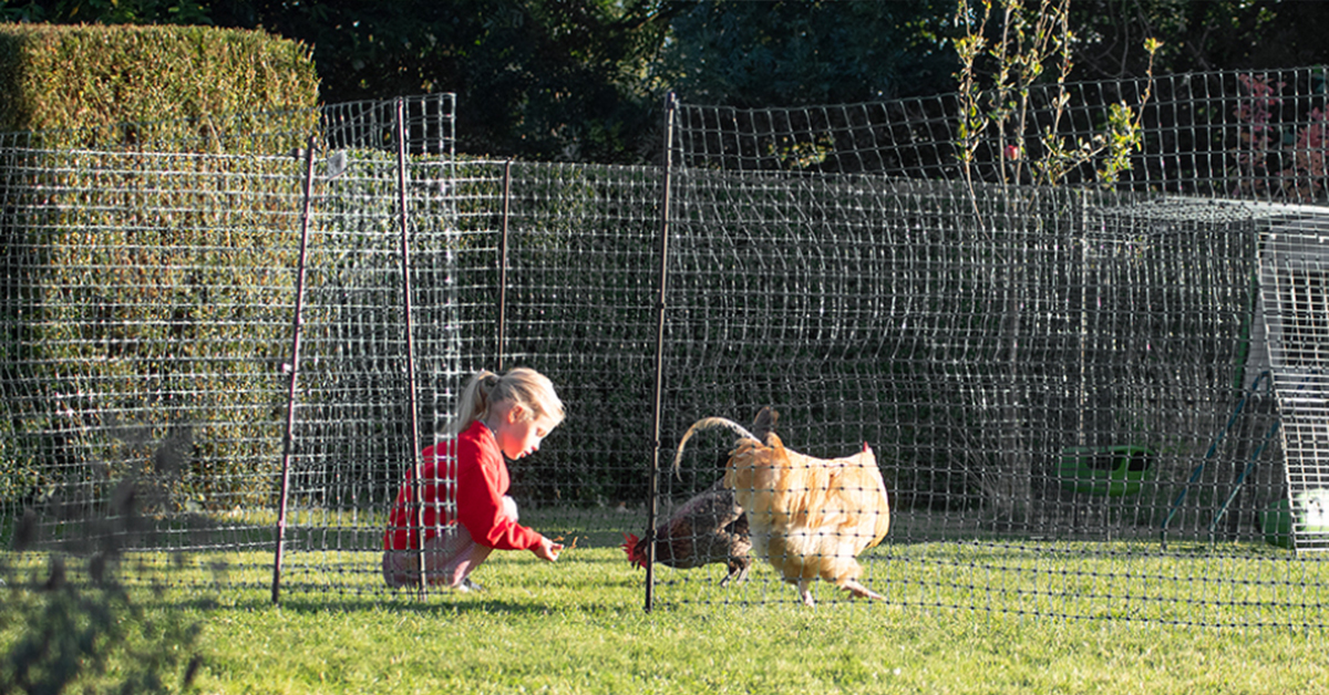 Jak oplotit výběh pro slepice
