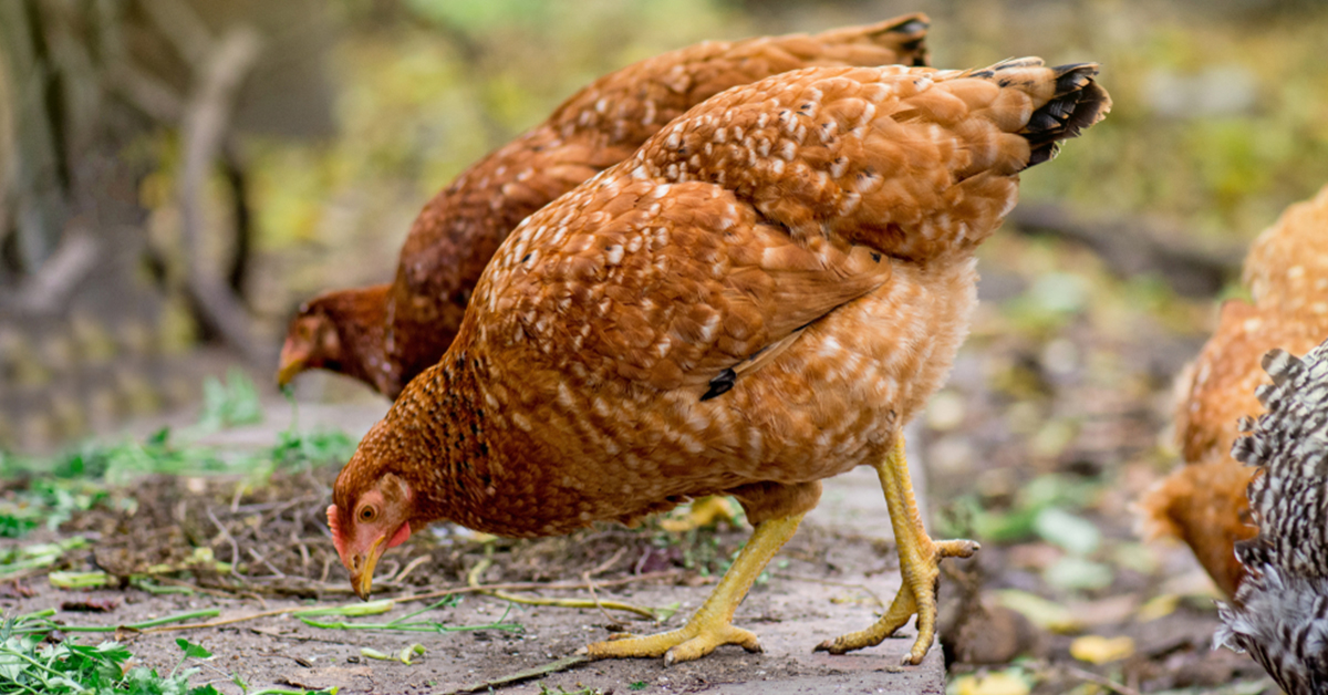 Proč jsou důležité vitamíny pro slepice?