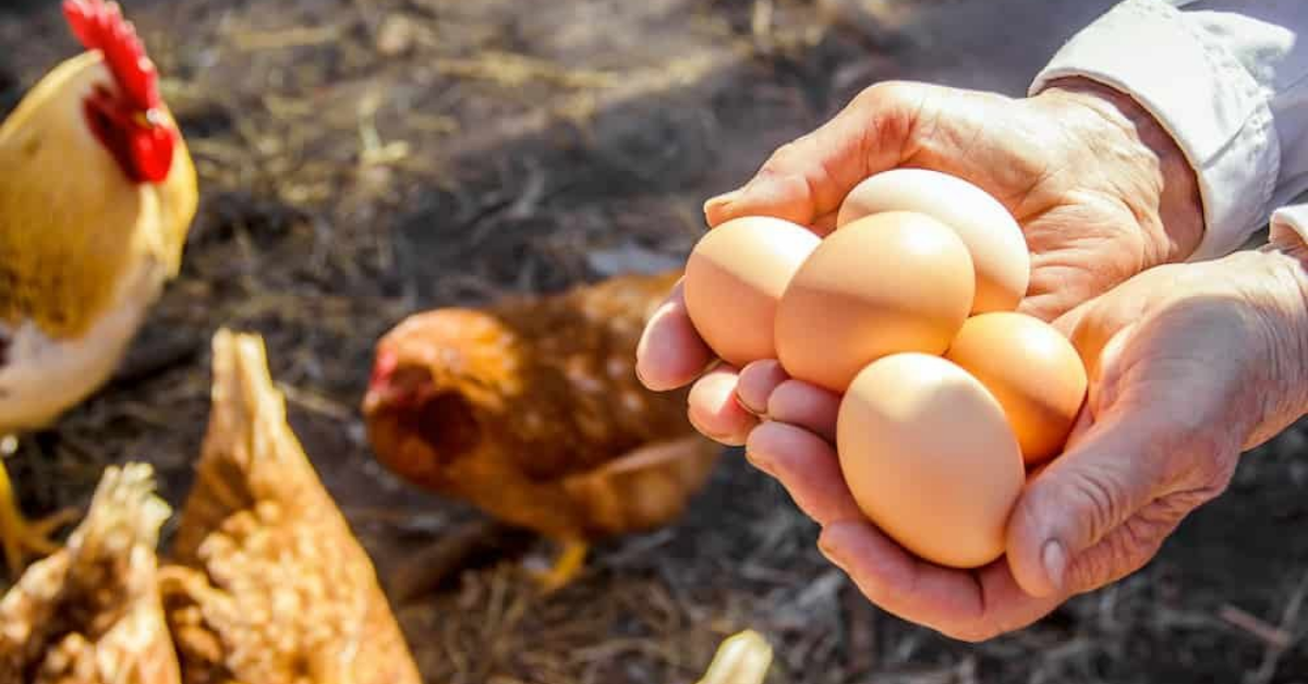 Výběr a skladování násadových vajec