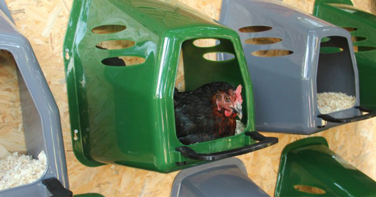 Jak vybrat nejlepší snáškové hnízdo pro slepice