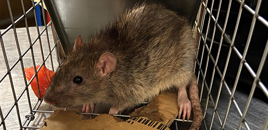 Co dát do pasti na potkany?