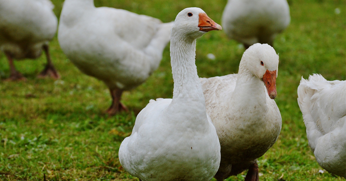 Ako správne ošklbať hus?
