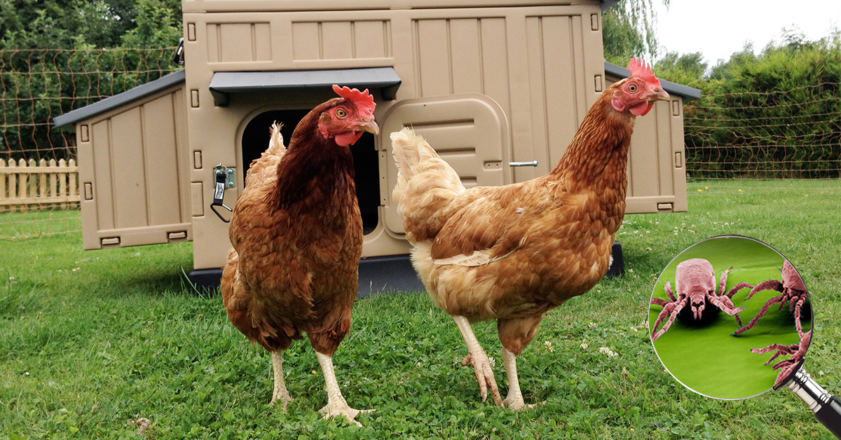 Ako sa efektívne zbaviť klieštikovcov u sliepok