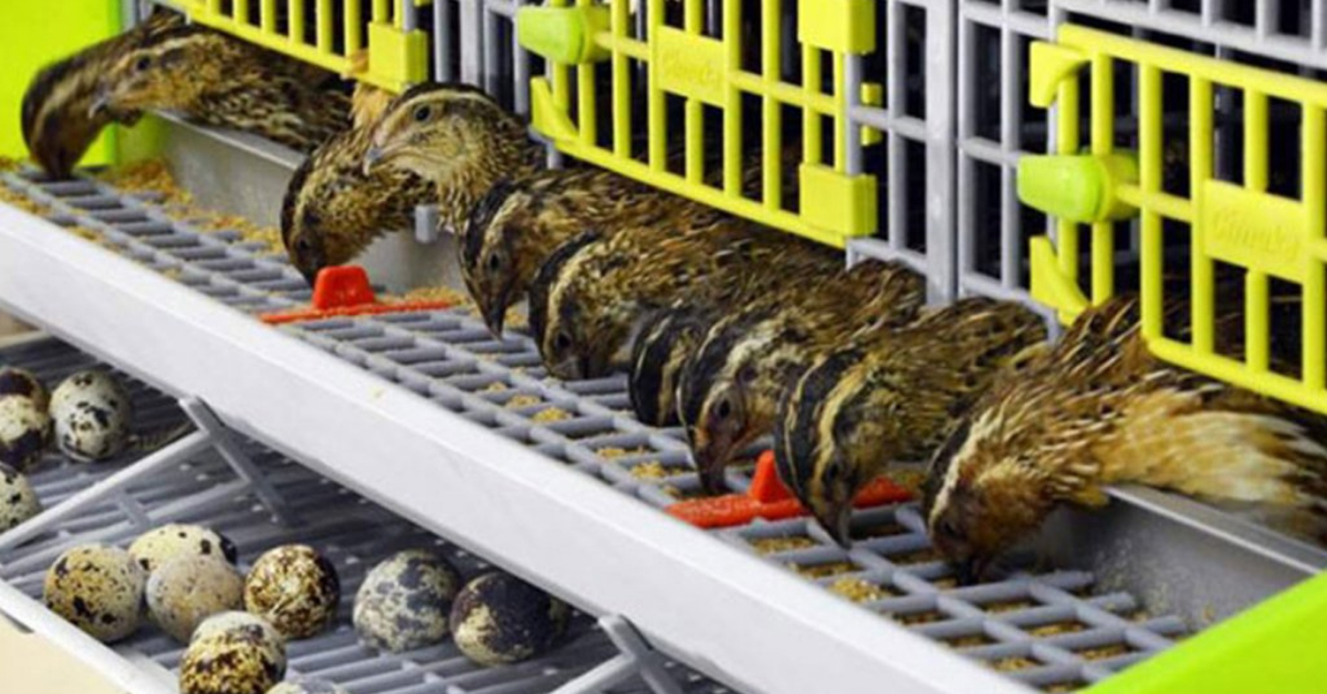 Ako vybrať klietku pre prepelice