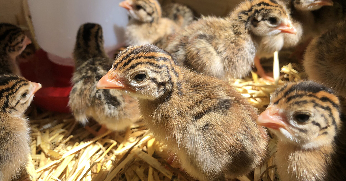 Ako zvládnuť odchov prepelíc