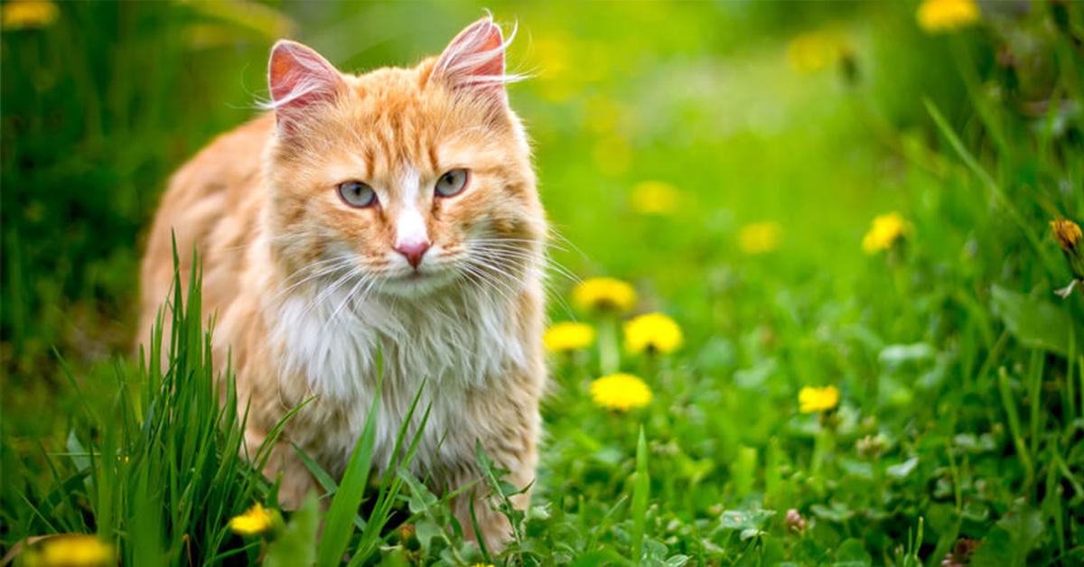 Tipy na výber vonkajšie búdy pre mačky