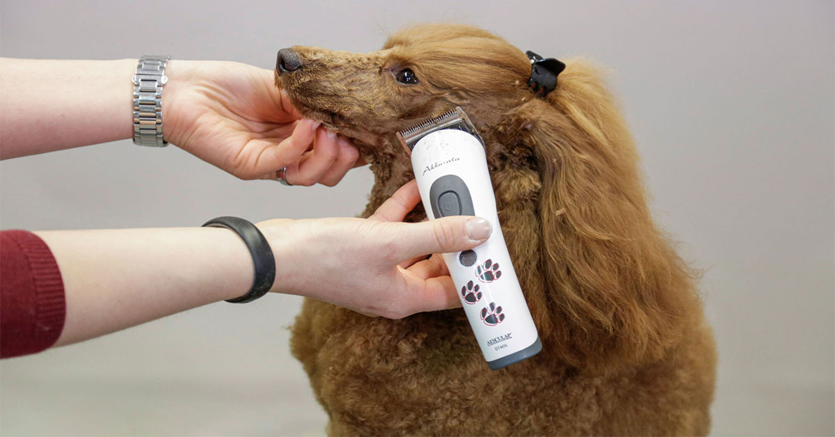 Najlepšie strojčeky na psy: ako si správne vybrať