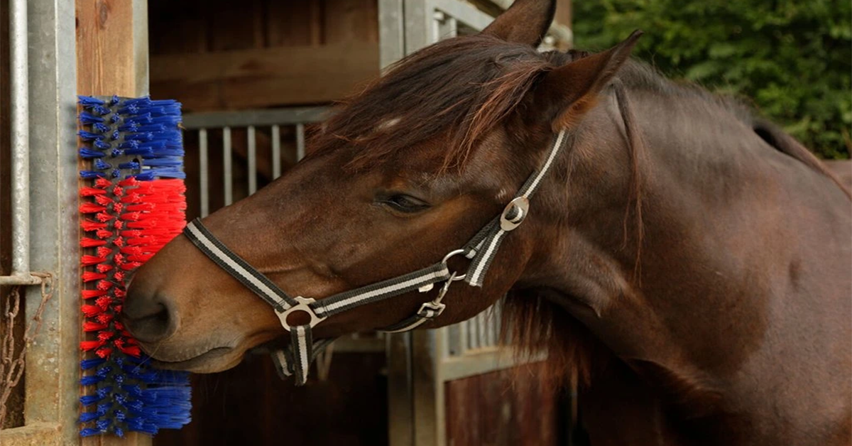 Výber správneho drbadla pre dobytok a kone
