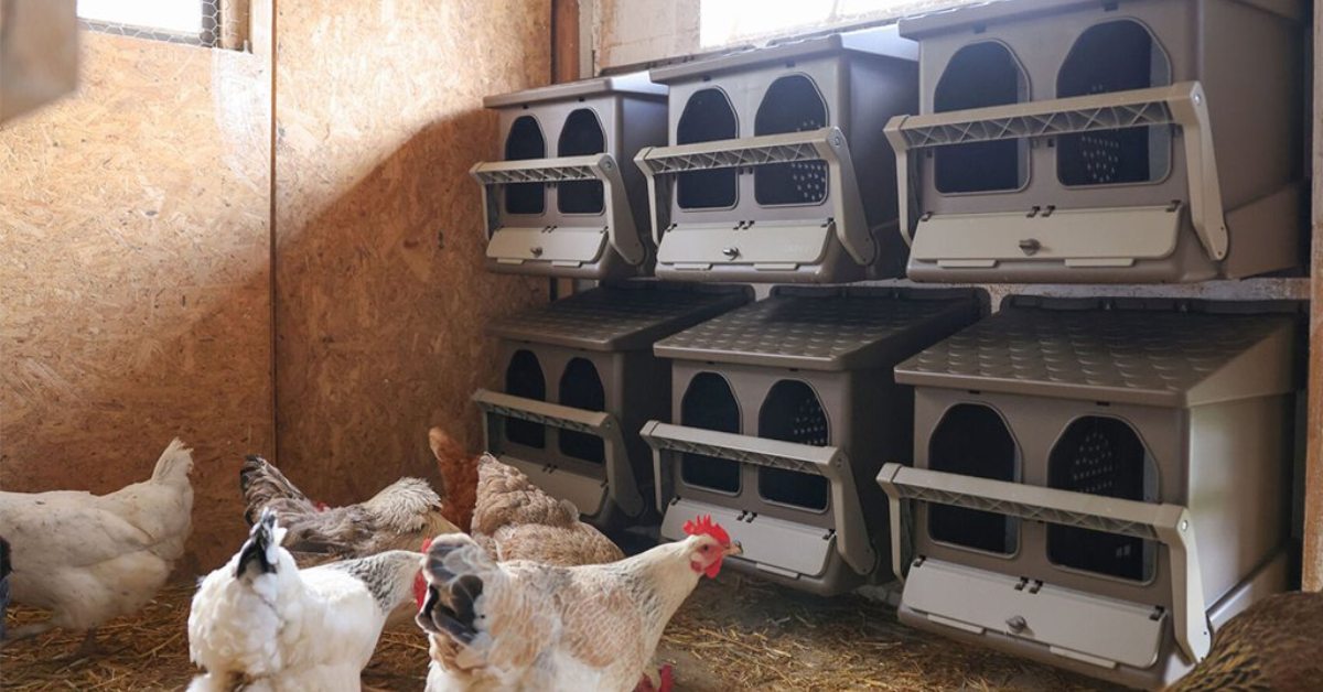 Ako na to: výroba znáškového hniezda a kukane pre sliepky