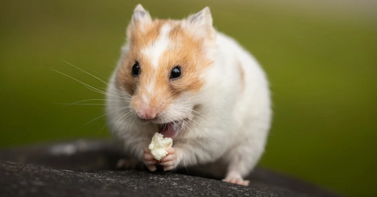 Kolotoč pre škrečky: Ideálny zdroj zábavy a pohybu