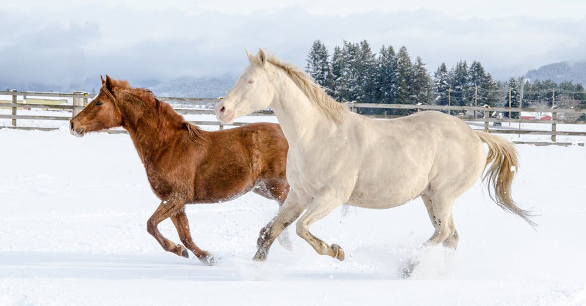 Zimné napájanie koní s loptovými napájačkami