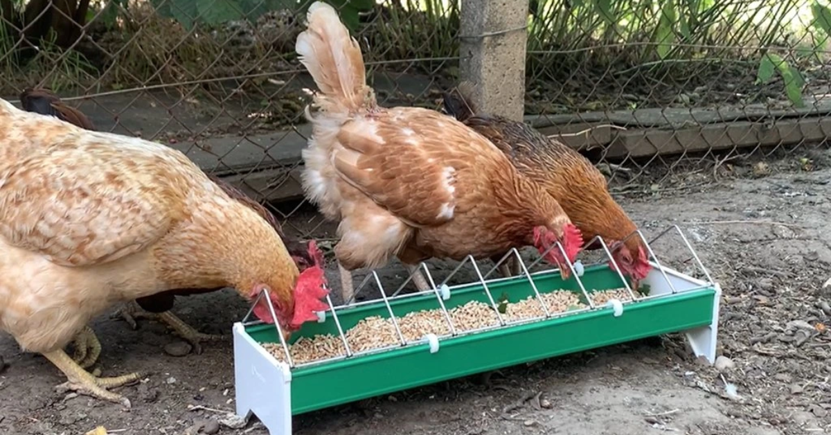 Efektívne kŕmidlá pre hydinu – praktické riešenie pre úsporné kŕmenie