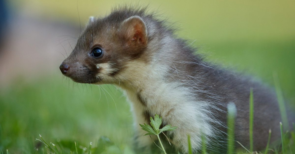 Špičkový ultrazvukový plašič kún do auta