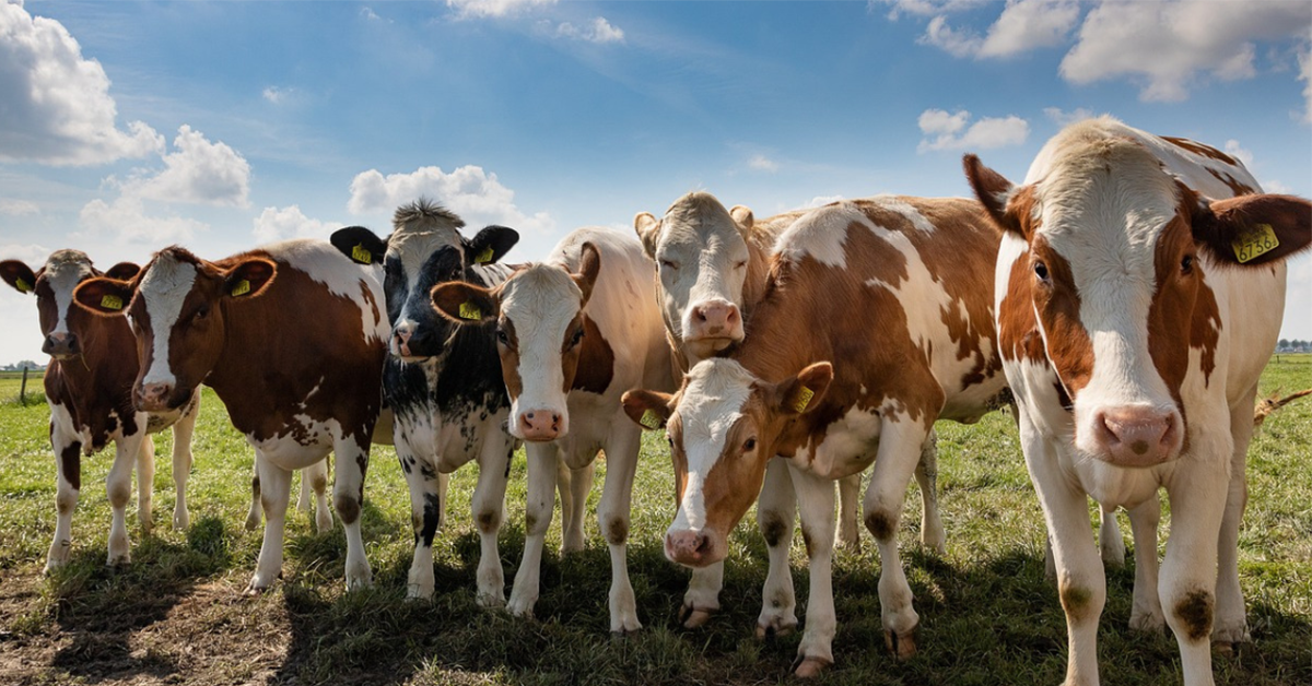 Efektívne napájanie dobytka pomocou loptových napájačiek