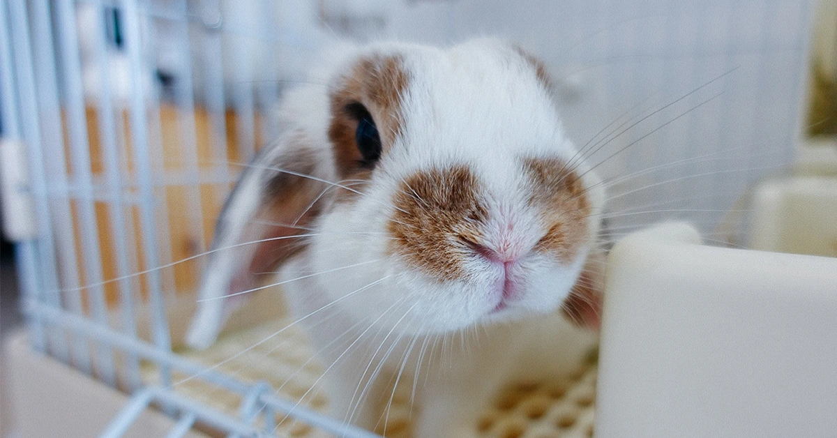 Ideálna napájačka pre králiky - praktická a obľúbená u vašich hlodavcov