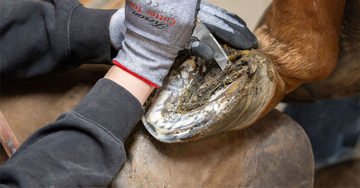 Ako vybrať vhodný nôž na kopytá