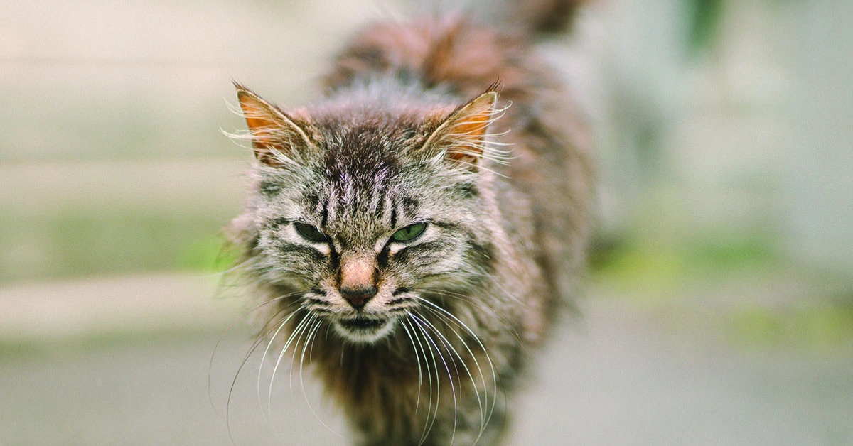 Ako si vybrať správny odpudzovač mačiek, ktorý skutočne funguje