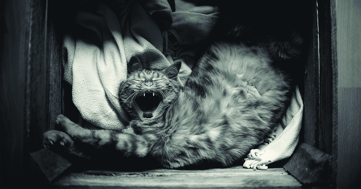 Mačky na záhrade: Ako na ne pomocou odpudzovačov?