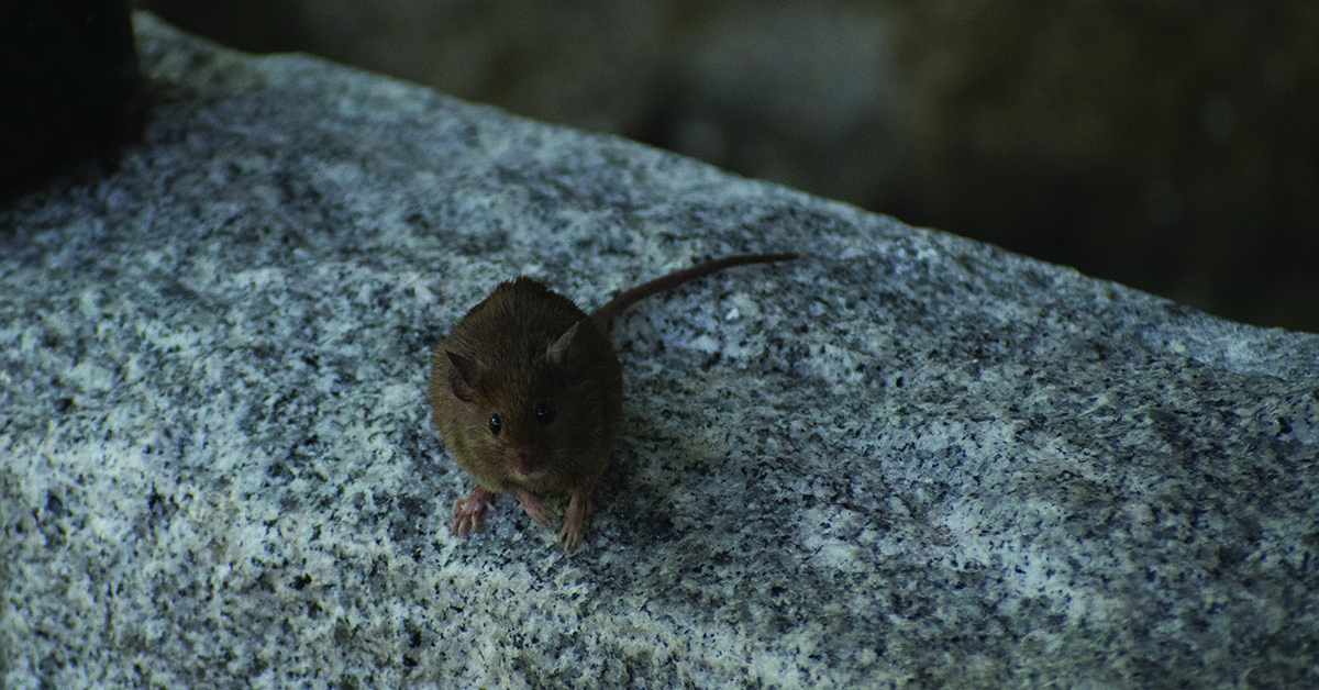 Pomôžeme Vám vybrať odpudzovač myší