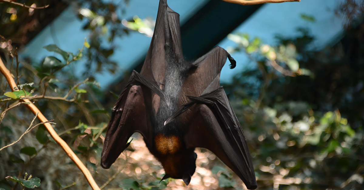 Účinný plašič netopierov: Ako sa vysporiadať s netopiermi v interiéri a exteriéri