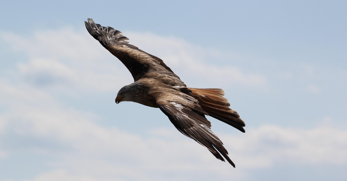 Ako sa zbaviť holubov: ultrazvukové a elektronické odpudzovače vtáctva