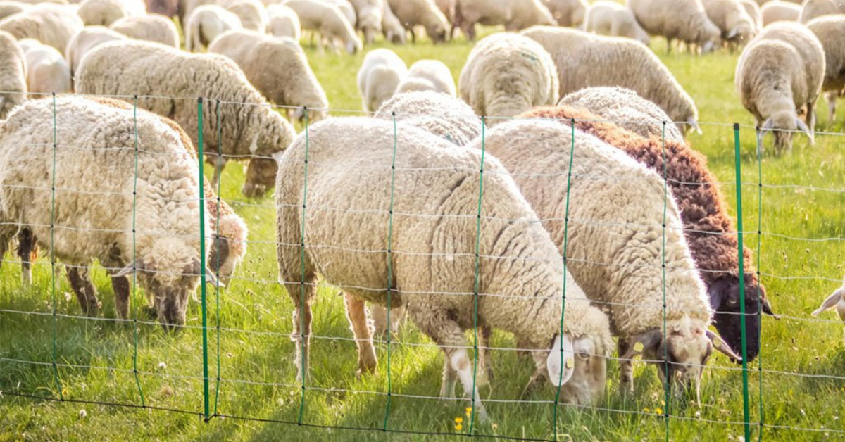 Ohradníky pre ovce: účinná ochrana stáda