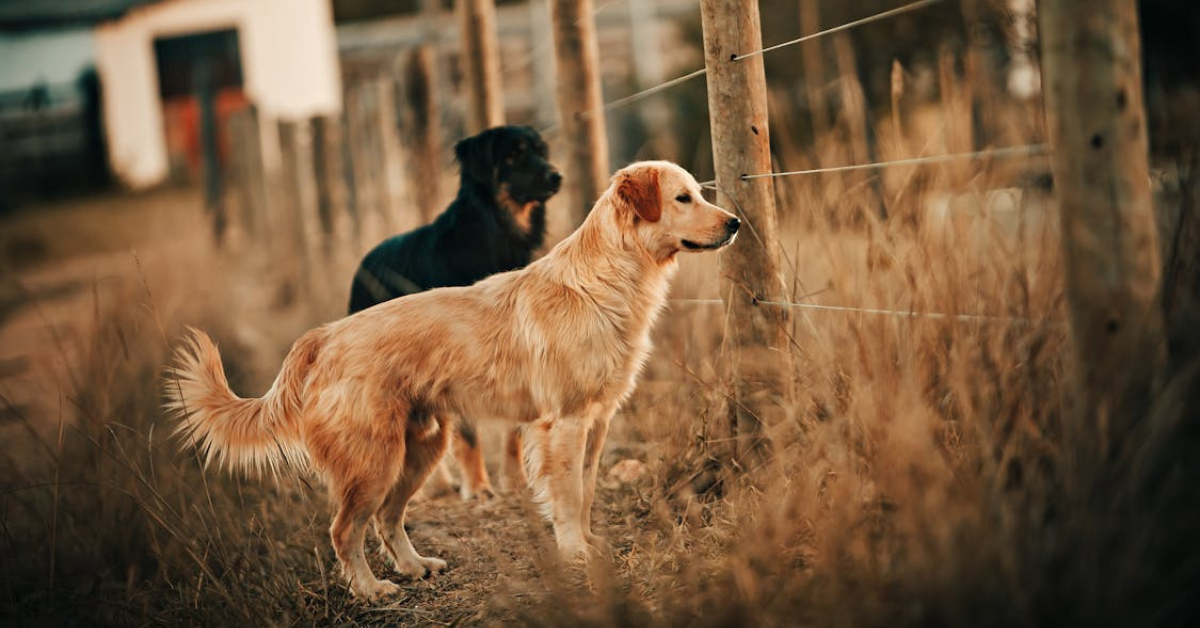 Ako bezpečne odohnať psa? Vyskúšajte odpudzovač psov