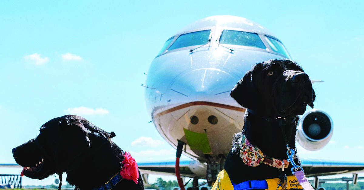 Prepravný box pre psa: Ako vybrať vhodný do lietadla?