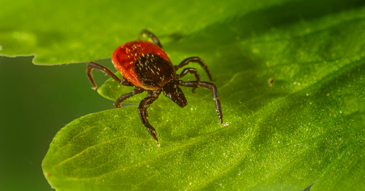 Ako vybrať repelent proti kliešťom pre vás aj vášho psa?