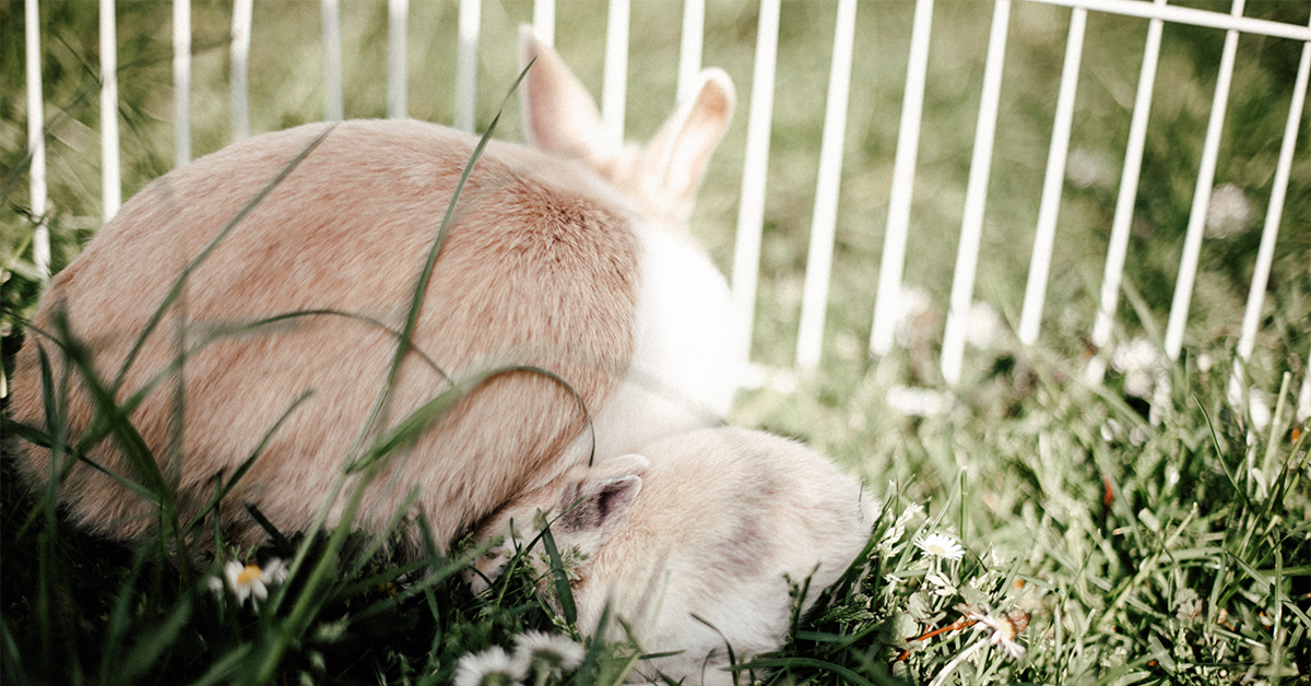 Vonkajší výbeh pre králika: Bezpečnosť, priestor, pohoda