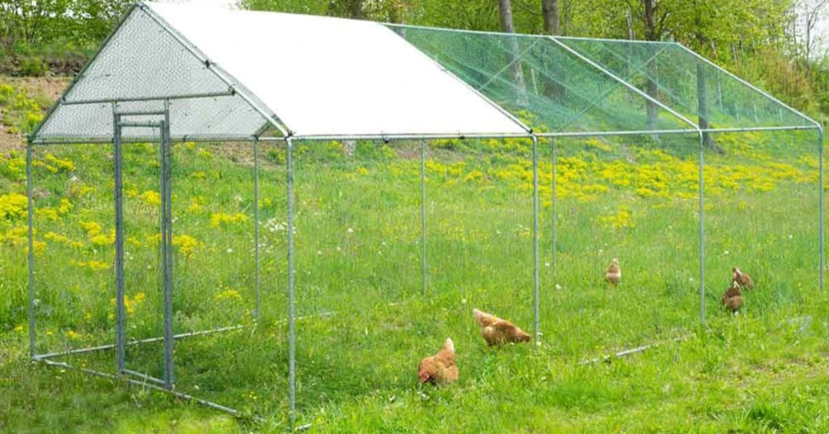 Ako vybrať ideálny vonkajší výbeh pre sliepky?