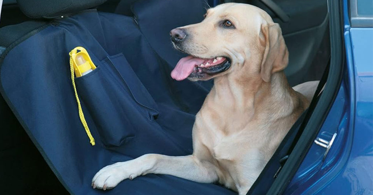 Cestovná deka pre psa: pohodlie na cestách