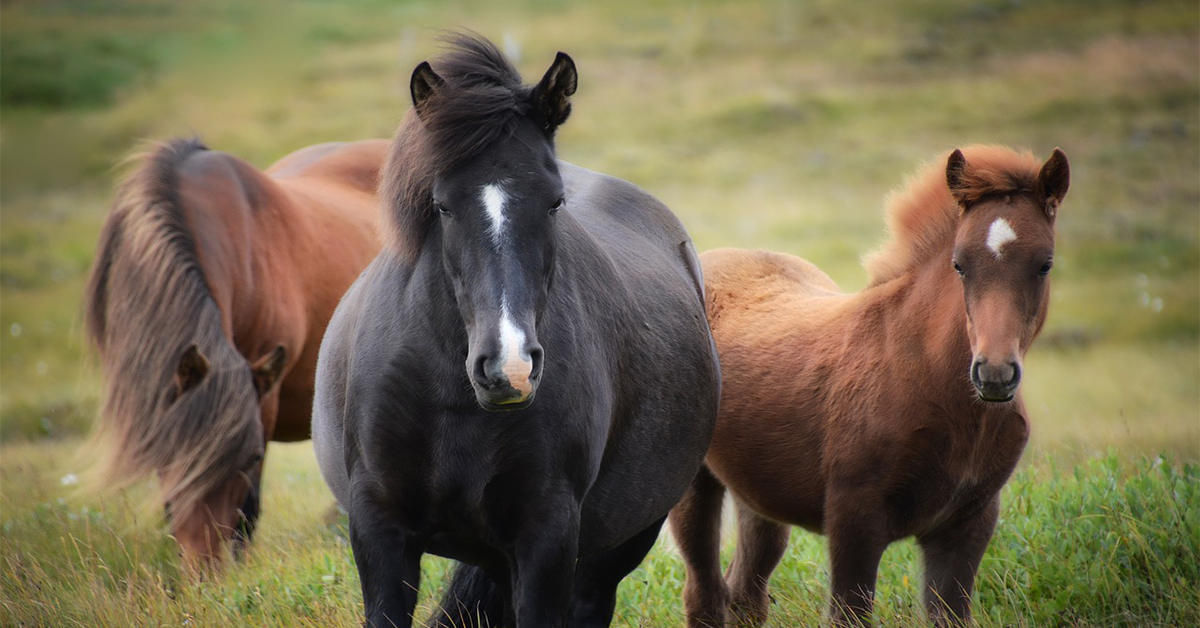 Výber správnej napájačky pre dobytok a kone