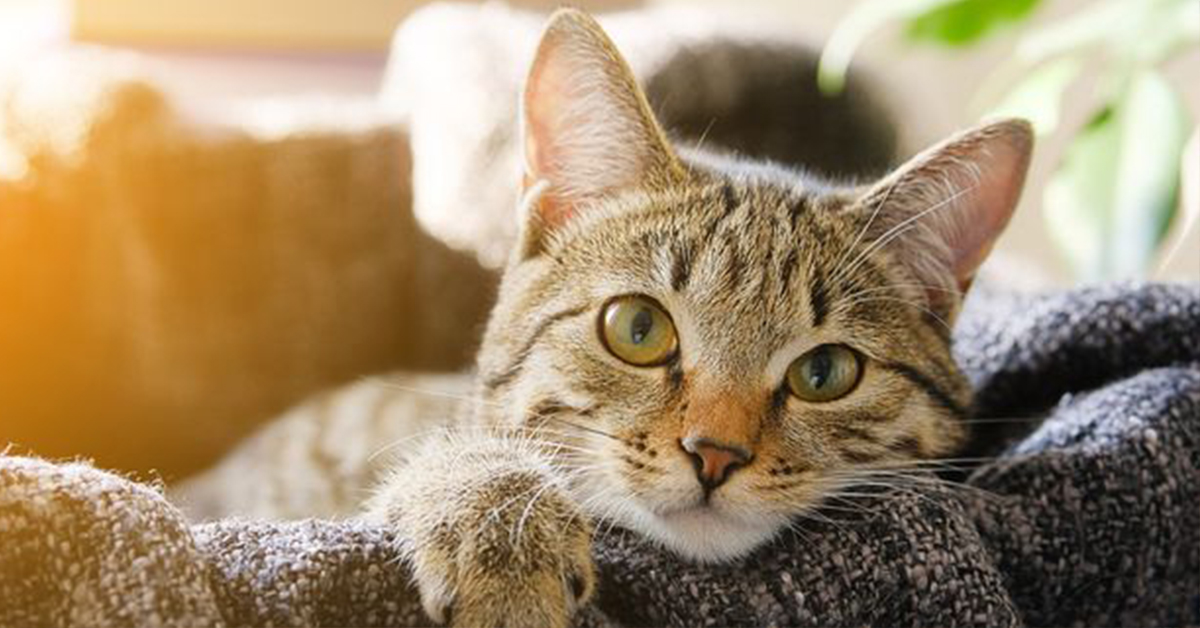 Aký je najlepší domček pre mačky