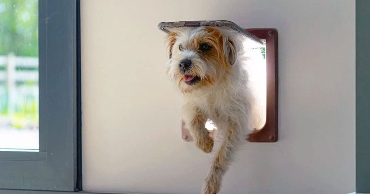 Štýlové a funkčné dvierka pre psov