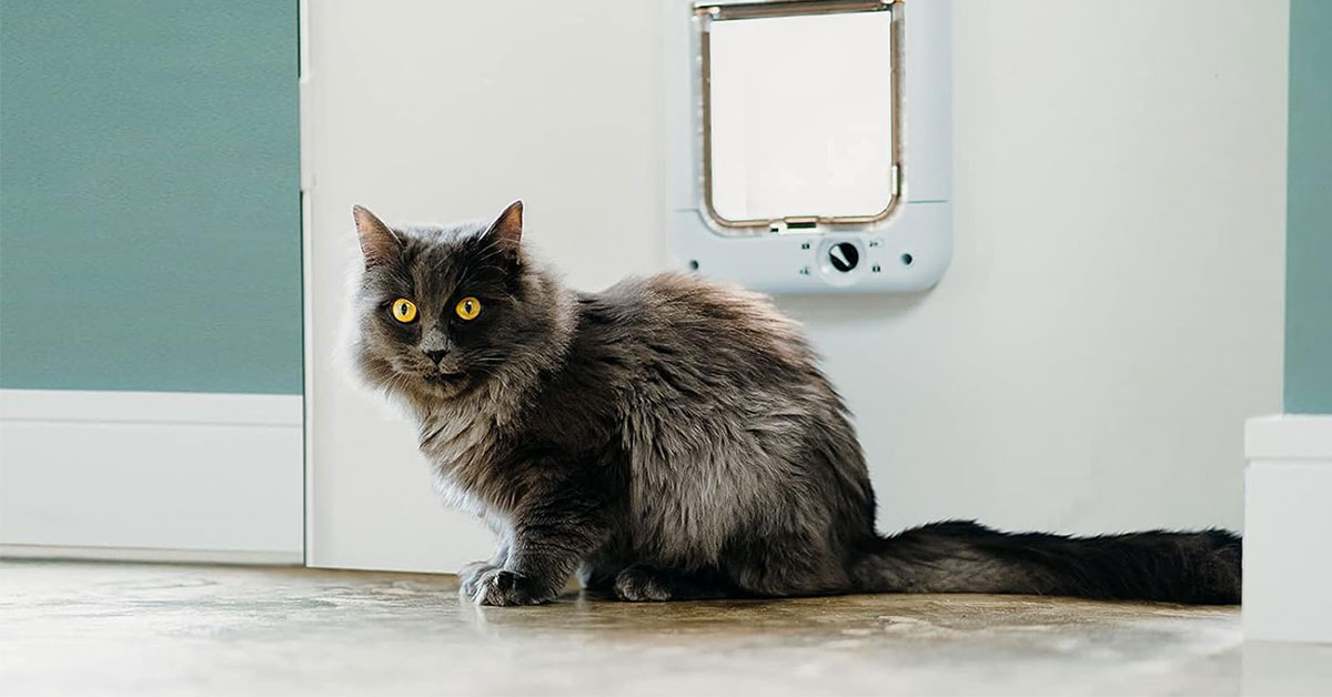 Moderné dvierka pre mačky