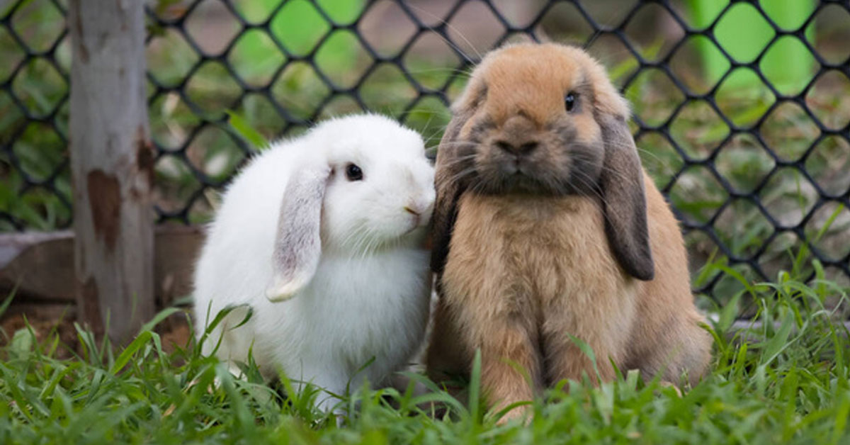 Králikáreň s výbehom a jej význam pri chove