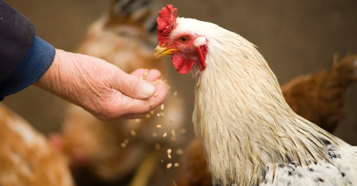 Kŕmenie sliepok: čo by ste nemali vynechať