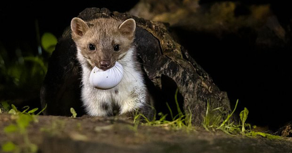 5 tipov, ako sa zbaviť kuny skalné