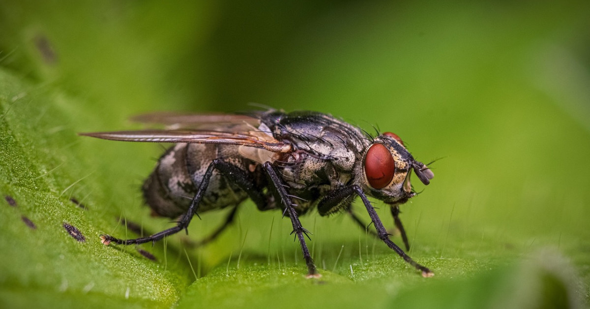 Elektrický lapač hmyzu - účinná zbraň proti muchám a komárom