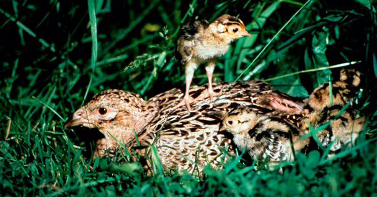 Ako postupovať pri domácom liahnutie bažantov