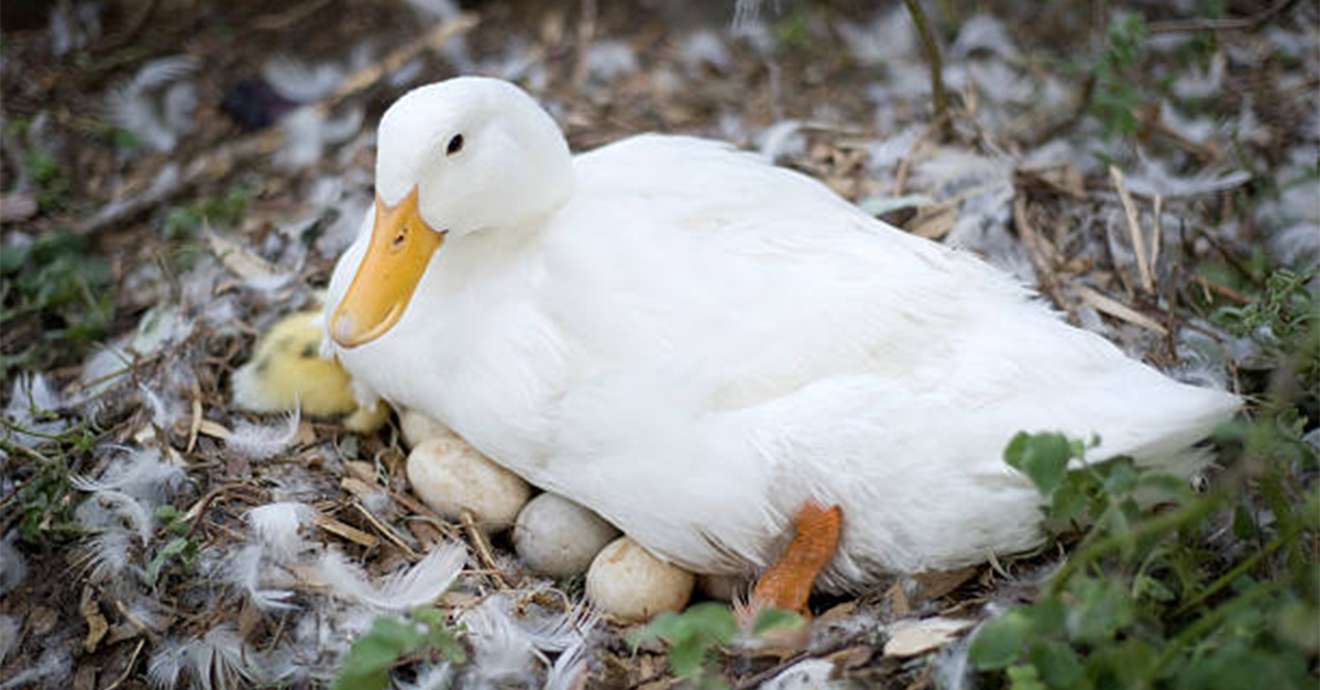 Liahnutie kačíc za pomocou liahne