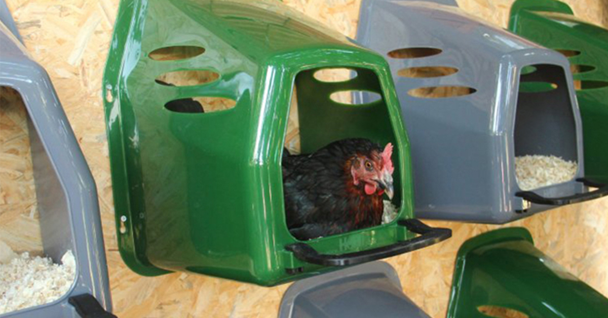 Ako vybrať znáškovej hniezdo pre sliepky