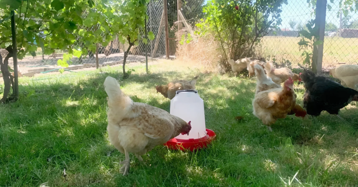 Čistá voda pre hydinu? Siahnite po správnej napájačke!